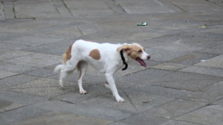 Нелеп инцидент: Куче простреля стопанката си