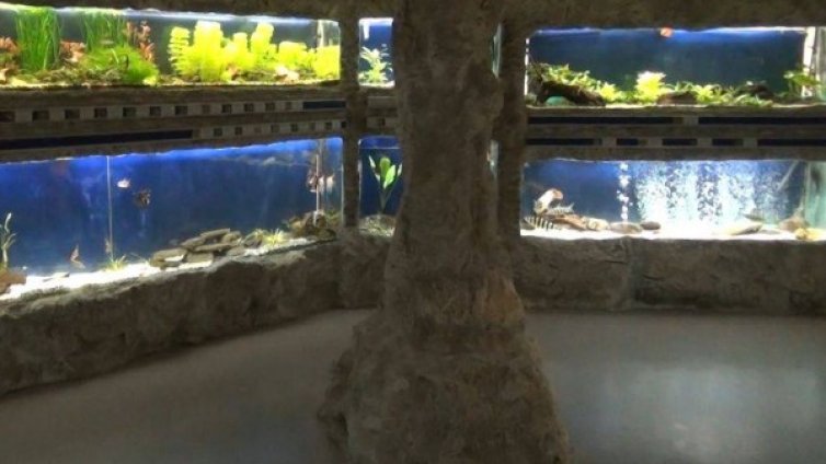 Аквариумите с убитите октоподи &ndash; целите в мастило! 