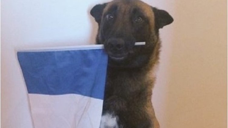 Дизел доказа, че не всички герои са хора!