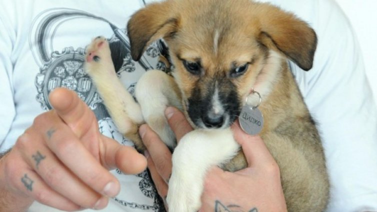 Приют за кучета ще строи "Щастлива зона"