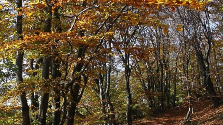 Не прибирайте чадърите си, утре ще вали