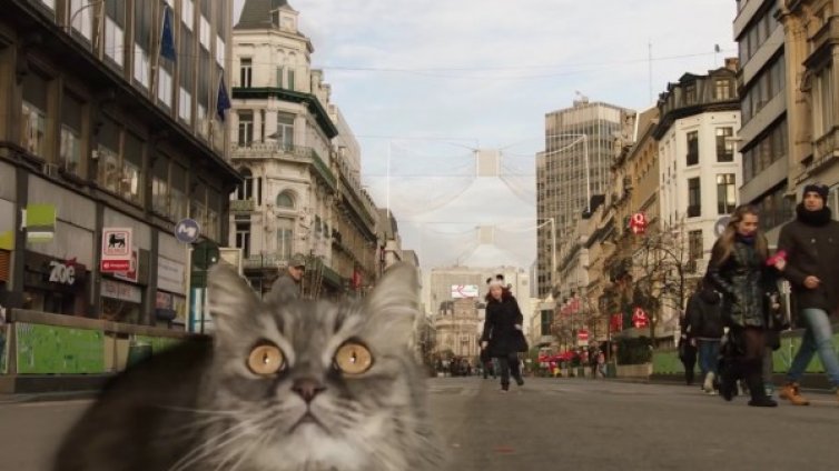Котките, впрегнати да връщат туристите в Брюксел