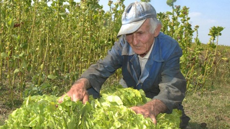 Почти всеки трети земеделец у нас – пенсионер