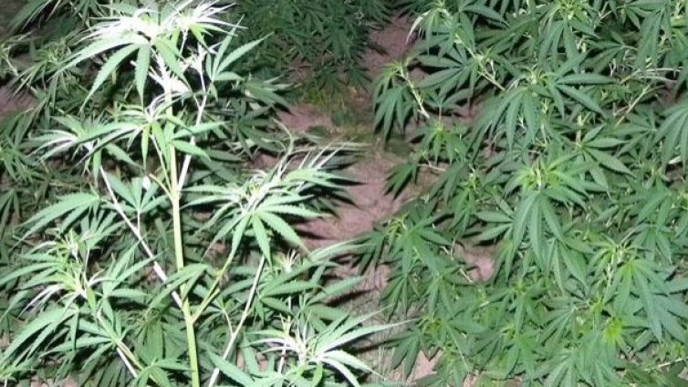 ГДБОП разби наркобанда във Враца