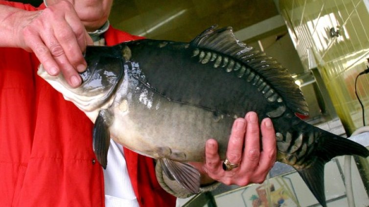 Шаранът за Никулден – около 6 лева килото