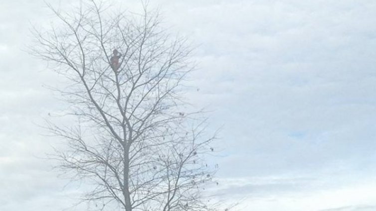 Храбрият катерач, който знае само да върви нагоре