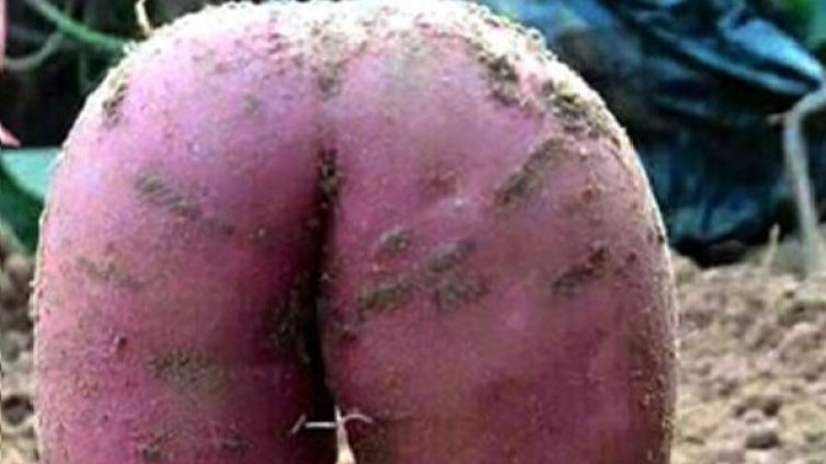 "Похотлив" картоф &ndash; на яхния или...?