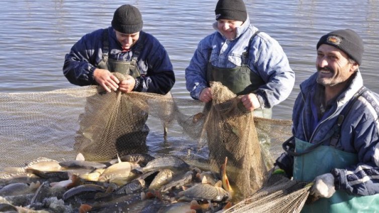 Скъпо, но българинът няма да остане без риба за Никулден