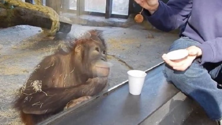 Всички обичат фокуси, маймуните – най-много!