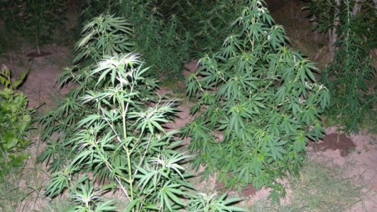 Халюциногенни гъби и канабис в дома на баба от Монтанско