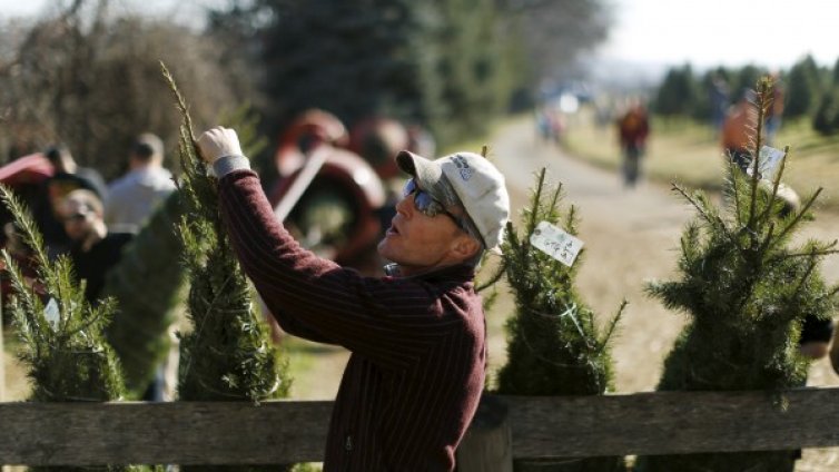 Коледен проблем: Игличките на елхите падат