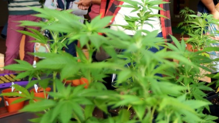 Колумбия става по-весела: Легализира канабиса