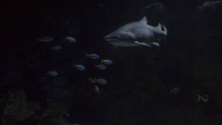 Откриха нов вид светещи акули в Тихия океан