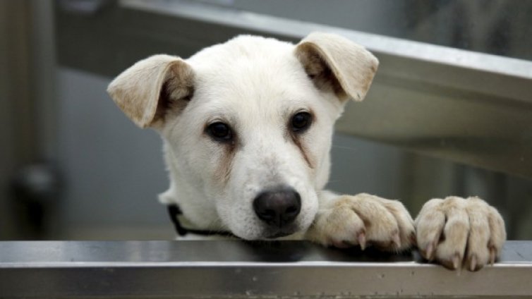 Домашните любимци се губят най-много по празниците