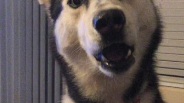 Най-милите животни на 2015 г. &ndash; куче, енот, корги