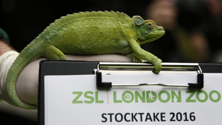 Езикът на хамелеона по-бърз от най-бързата кола