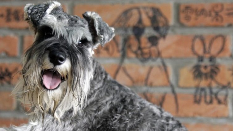 Куче не в чекмедже, а в куфар &ndash; случка от Япония    