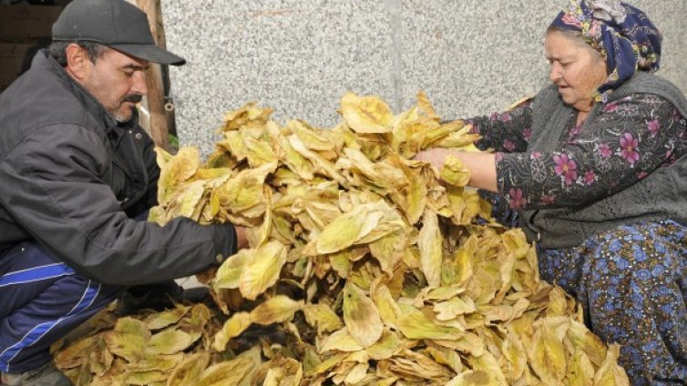 ДПС предупреди: Зреят бунтове заради тютюна!