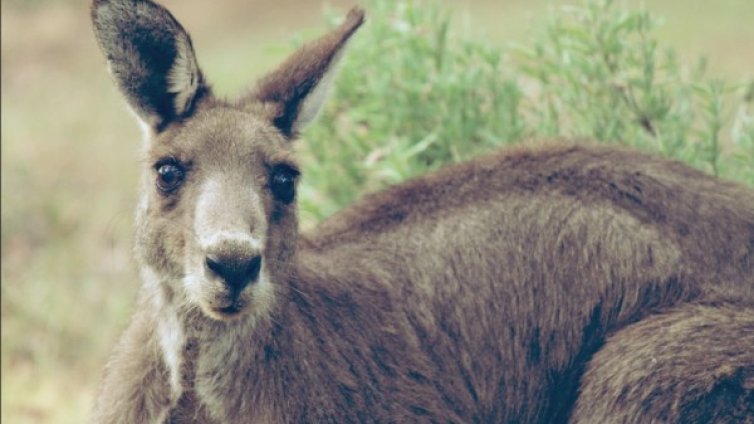 Съдят австралиец, искал да превърне кенгуру в камикадзе