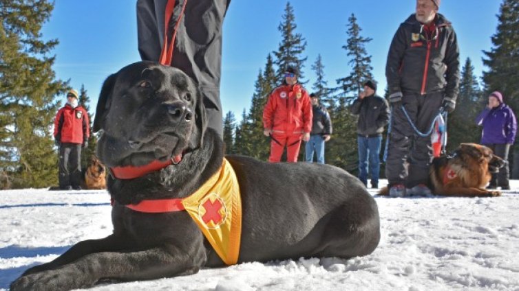 Пухкави четириноги спасители!