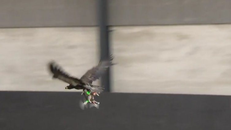 Ще ми летиш, а? Орли погнаха дронове!