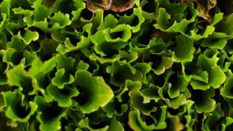 Робофермери ще произвеждат по 30 000 марули на ден