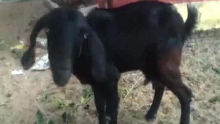 Арестуваха коза в Индия, пасяла на чужда поляна