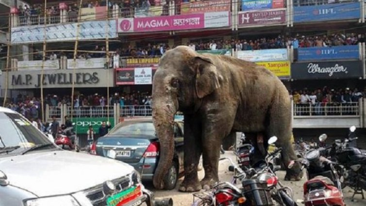 Разярен слон унищожи над 100 къщи в Индия