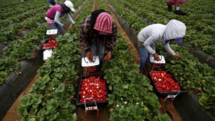 Плащаме данък и от студентските бригади