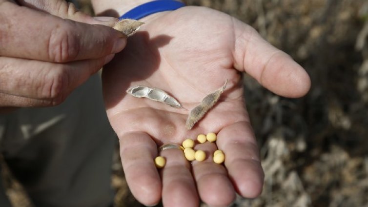 Русия забранява вноса на соя и царевица от САЩ