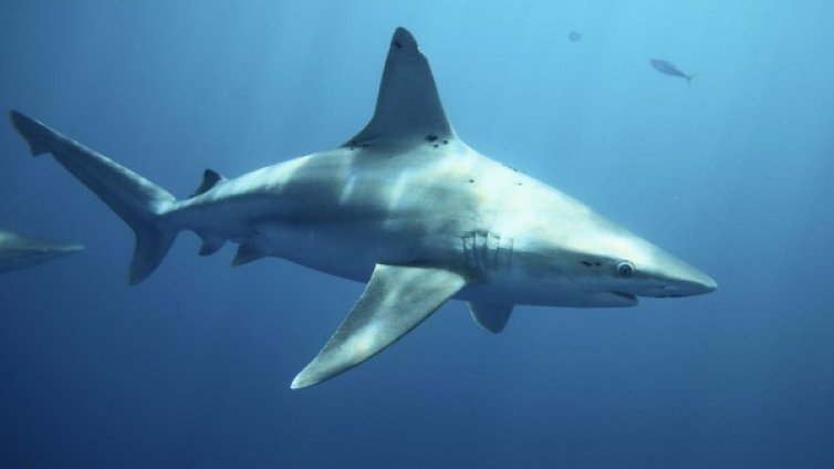 Знаете ли, че една голяма бяла акула изяжда 11 тона храна на година? 