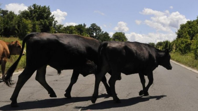 Агенцията по храните започва проверки в 1200 ферми 