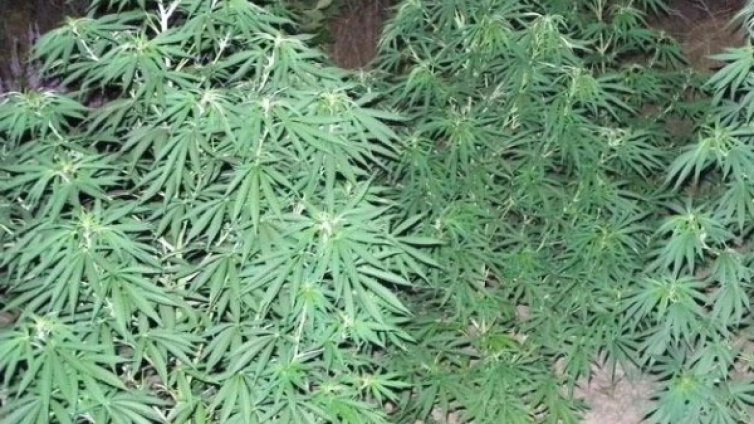 Спипаха депутатски син с половин килограм канабис