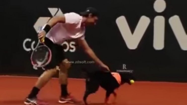 От улицата до корта &ndash; кучетата на "Brazil open"    