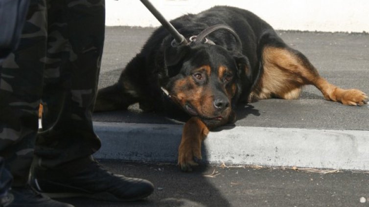 Ротвайлер нахапа собственика си - дядо на 75 г.