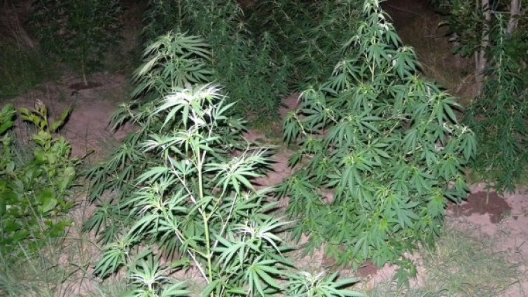 Откриха домашна оранжерия за канабис в Благоевградско