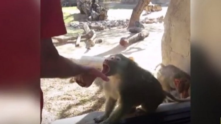 Безценна реакция! Павиан среща магията