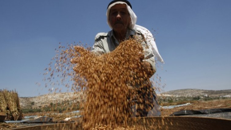 Сусам &ndash; ценен източник на витамин E и калций