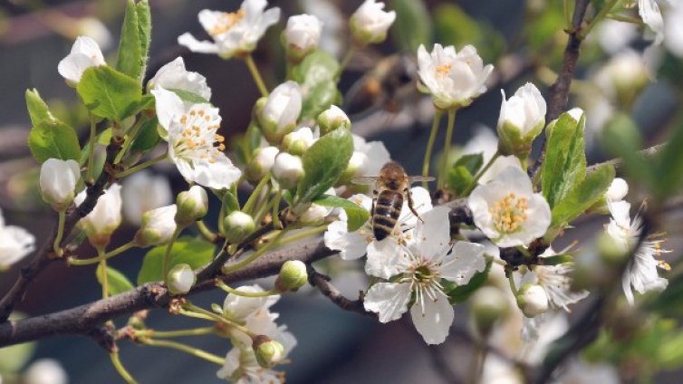 Утре ще е слънчево и по-топло