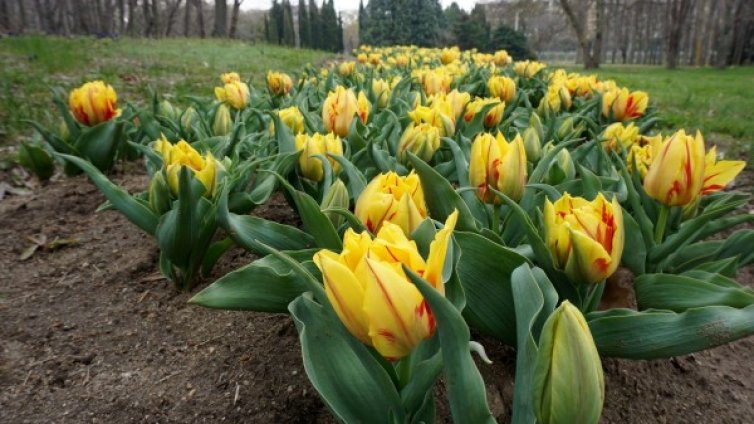 Фигури от лалета украсиха "Св. Константин и Елена"