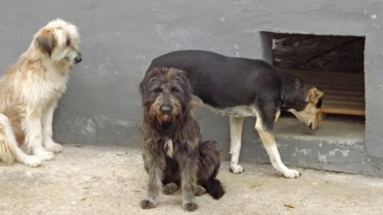 Нова жестокост: Измъчвано, нахапано куче... почина