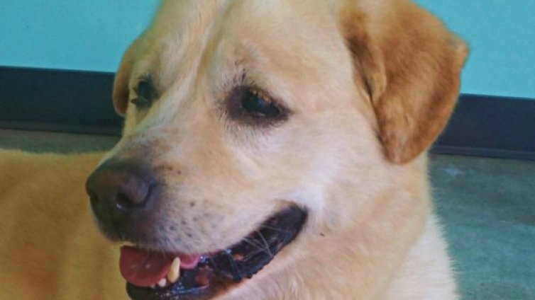 Кафенето с пухкав персонал: Кучешкият бар в Лос Анджелис