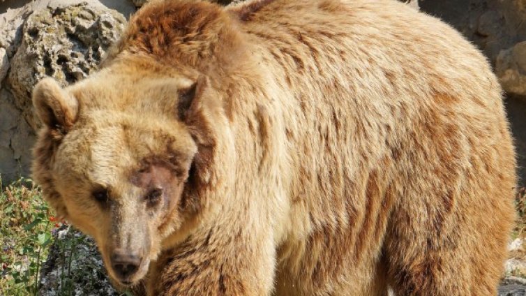 Ново нападение на мечка в Родопите