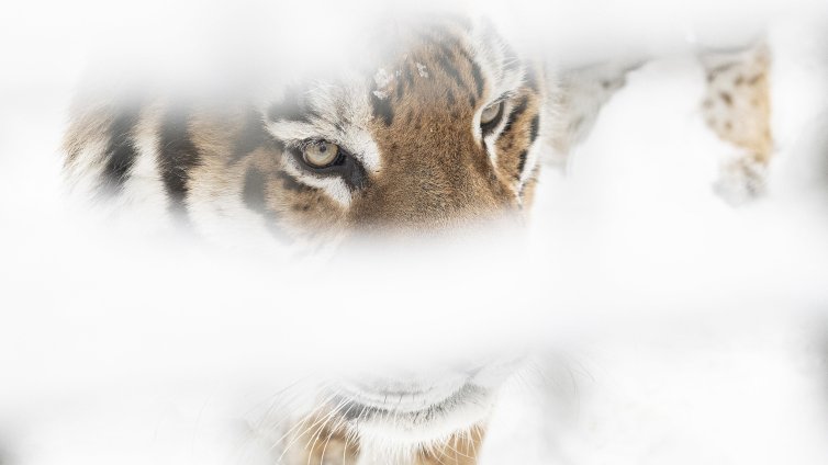 Арестуваха мъж, във фризерите му открили замразени тела на два... тигъра