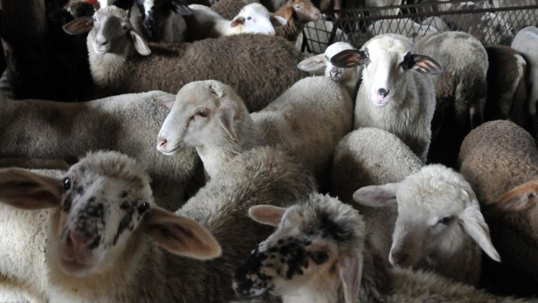 Разкриха кражба на 50 агнета от животновъден комплекс в Сливен