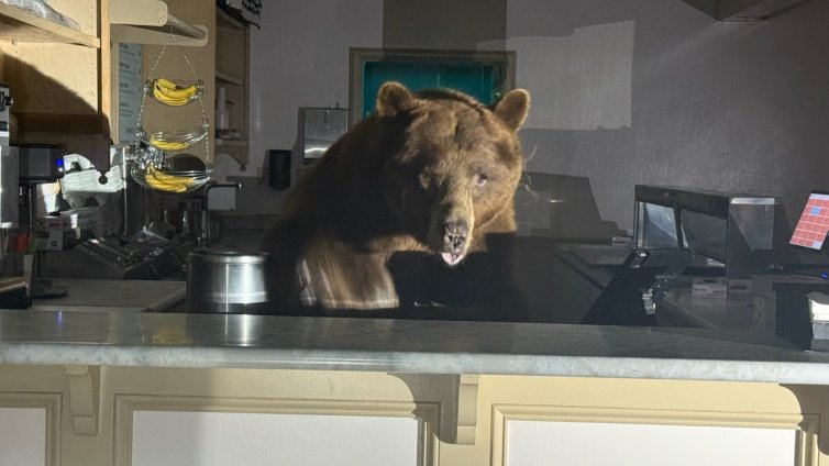 Мечка влезе в заведение в Калифорния, за да си похапне ягодов сладолед СНИМКИ