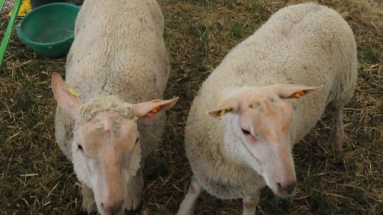 Само 20% от българите ще си купят цяло агне