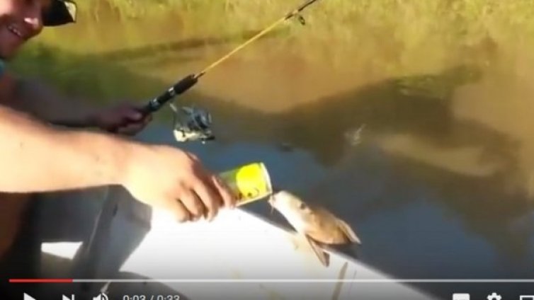 Гълток, гълток... Риба си пийва бира от кенче