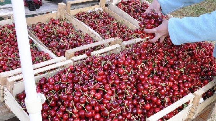 Студът вдига цените на черешите, ябълките, прасковите...