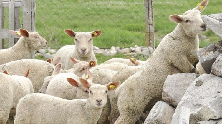 Глобиха го... клалият агне в пловдивски парк